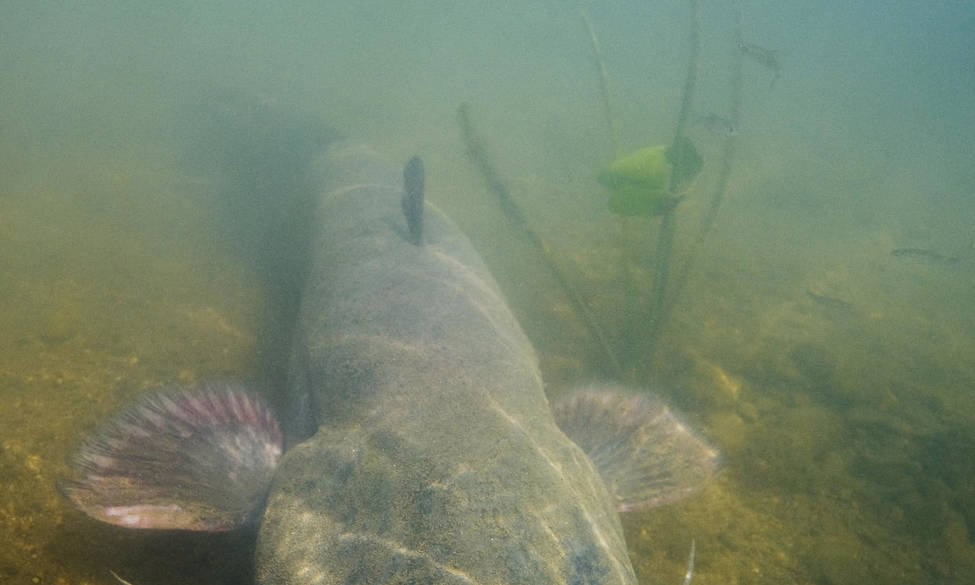 Réglementation de la pêche du silure : ce qui change