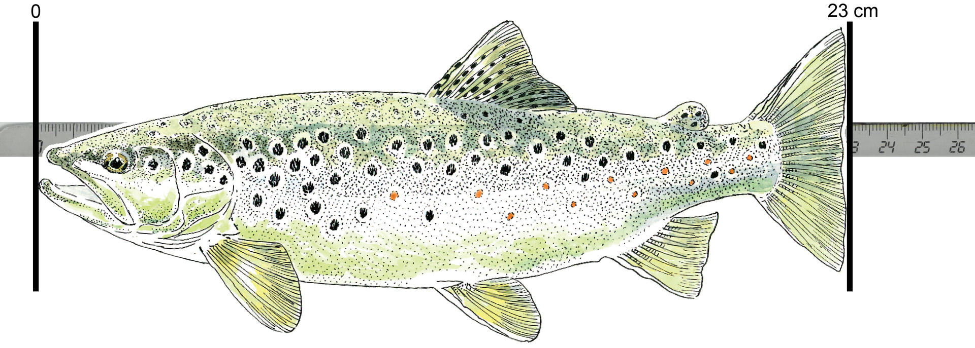 Taille, nombre de poissons On vous dit tout sur la règlementation avant  l'ouverture de la pêche à la truite dans la Nièvre - Nevers (58000)