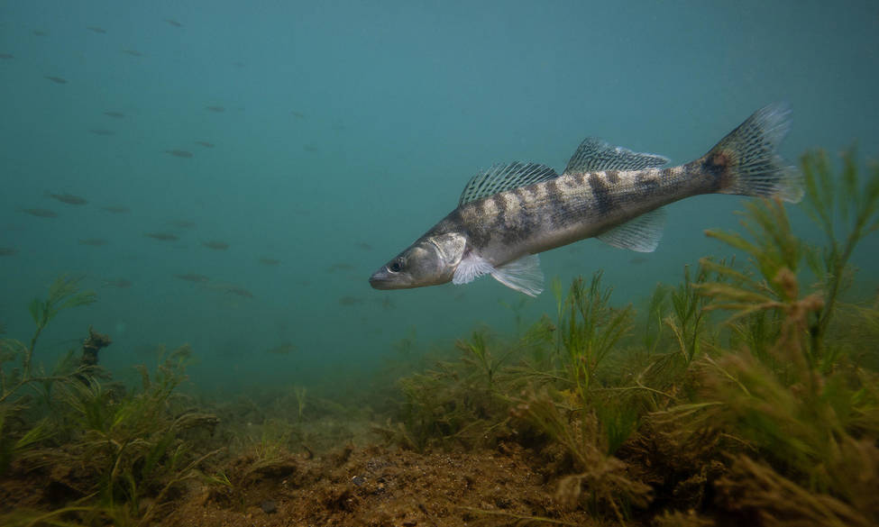 Ouverture de la pêche au carnassier sur les 3 Lacs