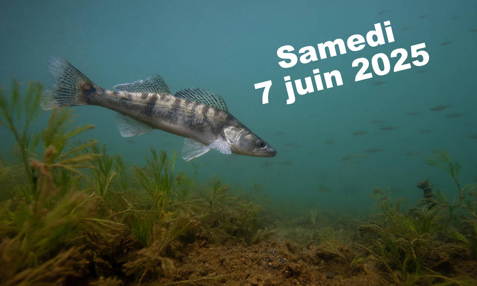 Ouverture de la pêche du Brochet et du Sandre sur les 3 Lacs