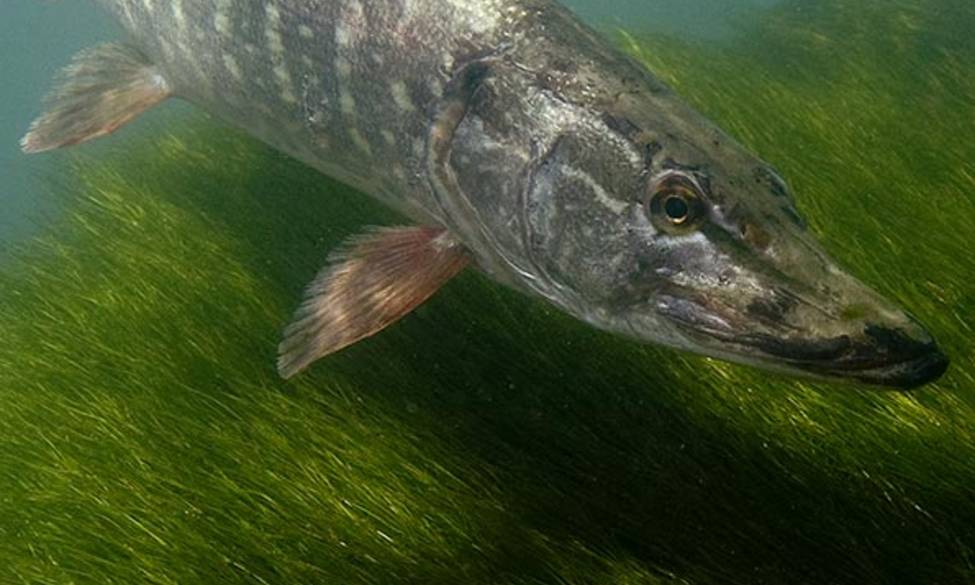 Ouverture du carnassier 2026 !